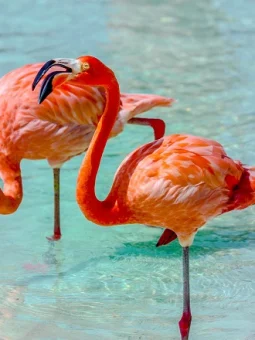 travel-guide-to-aruba