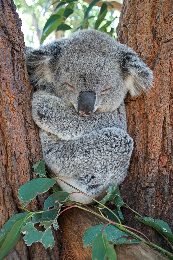 Travel Guide To Australia ALINA BLAGA TRAVEL